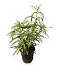 ASCLEPIAS fascicularis 'Narrowleaf Milkweed' (1 Gallon)