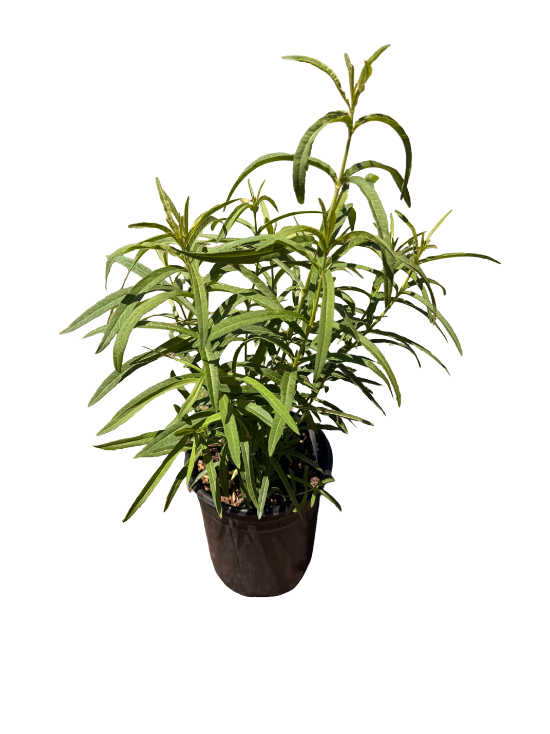 ASCLEPIAS fascicularis 'Narrowleaf Milkweed'