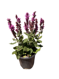 SALVIA nemorosa 'Rose Marvel' (1 Gallon)