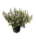 SALVIA nemorosa Lyrical™ 'White' (1 Gallon)