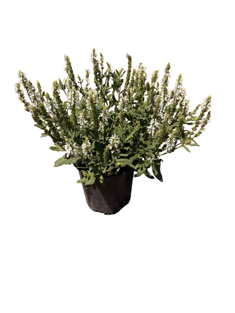 SALVIA nemorosa Lyrical™ 'White' (1 Gallon)