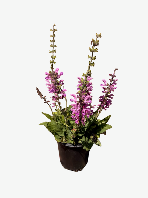 SALVIA p. 'Fashionista® Moulin Rouge' (1 Gallon)