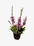 SALVIA p. 'Fashionista® Moulin Rouge' (1 Gallon)