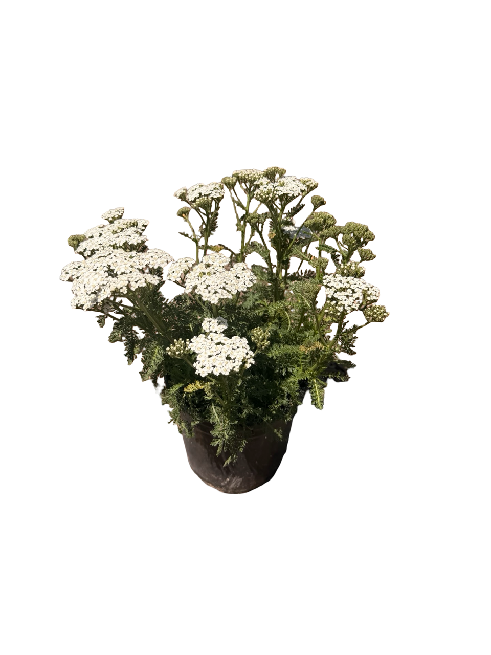 ACHILLEA m. 'New Vintage™ White'