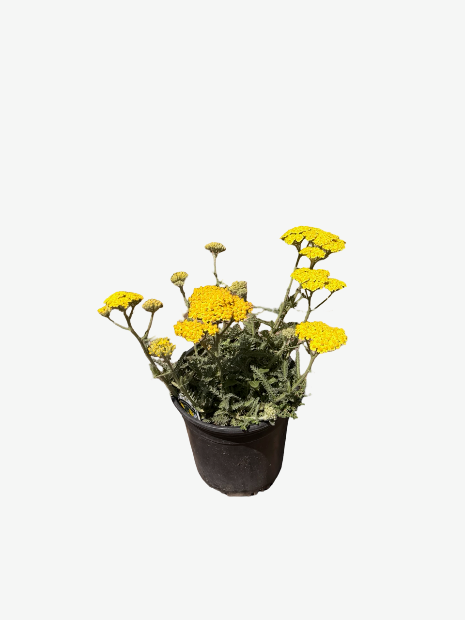 ACHILLEA m. 'Little Moonshine' Yellow