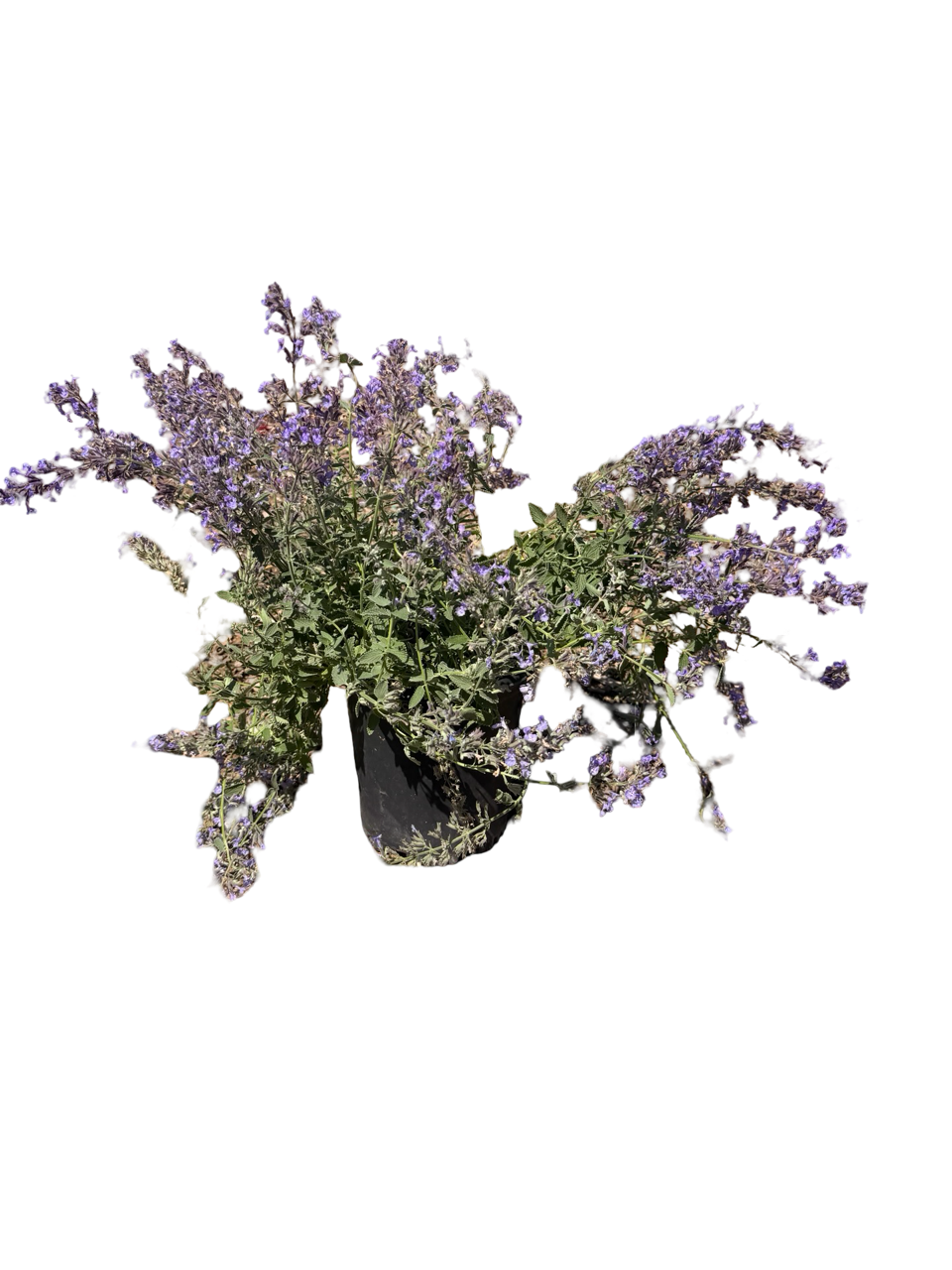 SALVIA nemorosa 'Blue by You' (1 Gallon)