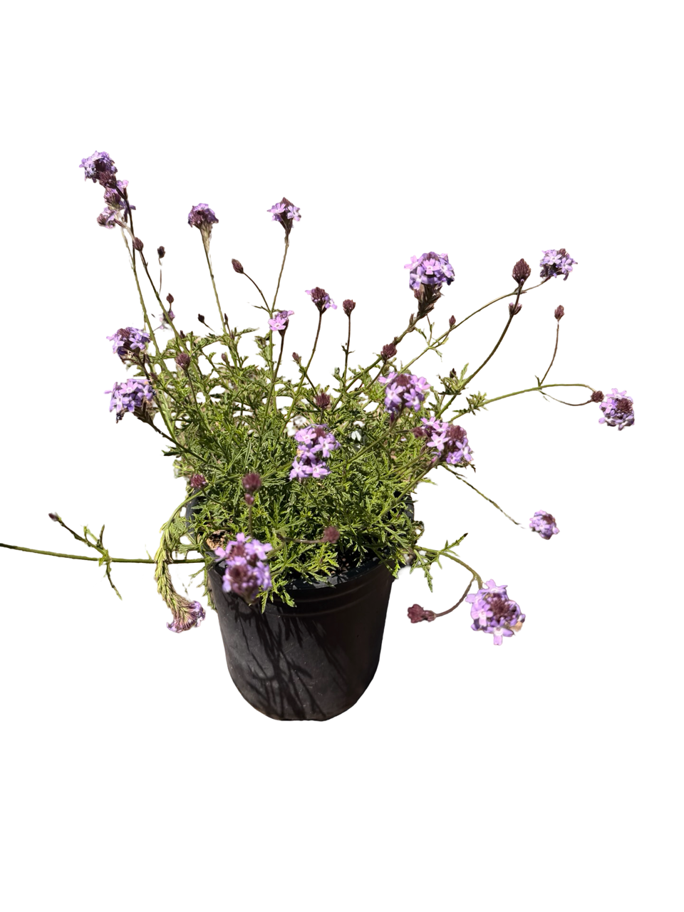 VERBENA lilacina 'De La Mina' (1 Gallon)