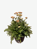 ACHILLEA m. 'New Vintage™ Terracotta' (1 Gallon)