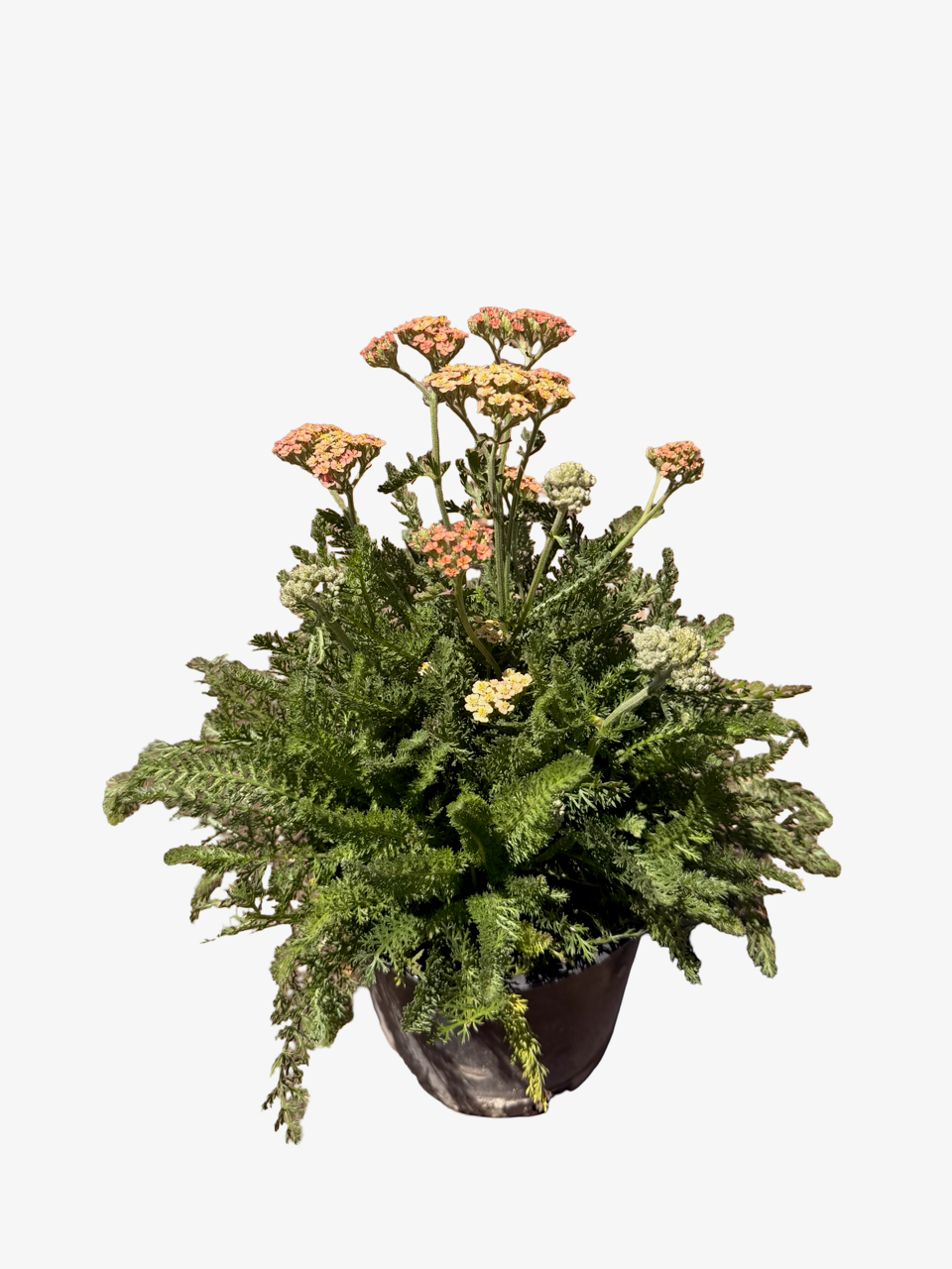 ACHILLEA m. 'New Vintage™ Terracotta'
