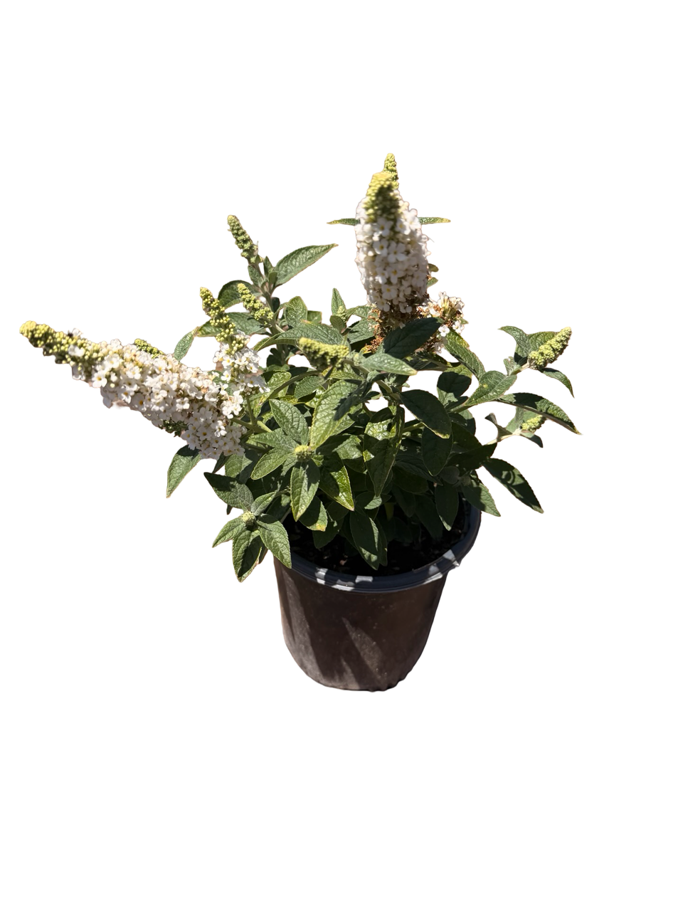 BUDDLEIA h. Chrysalis™ 'White' (1 Gallon)