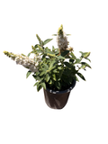 BUDDLEIA h. Chrysalis™ 'White' (1 Gallon)