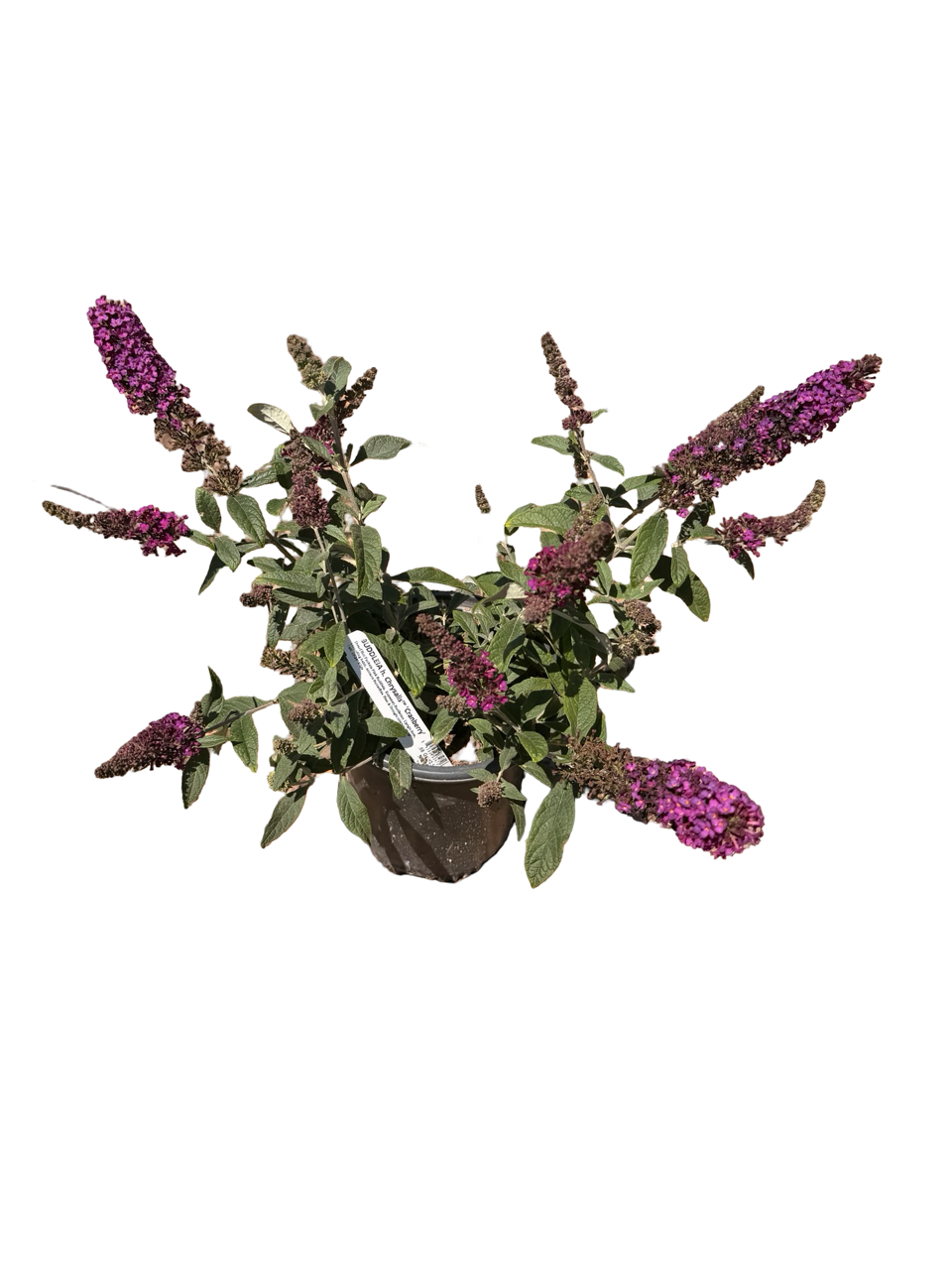 BUDDLEIA h. Chrysalis™ 'Cranberry' (1 Gallon)