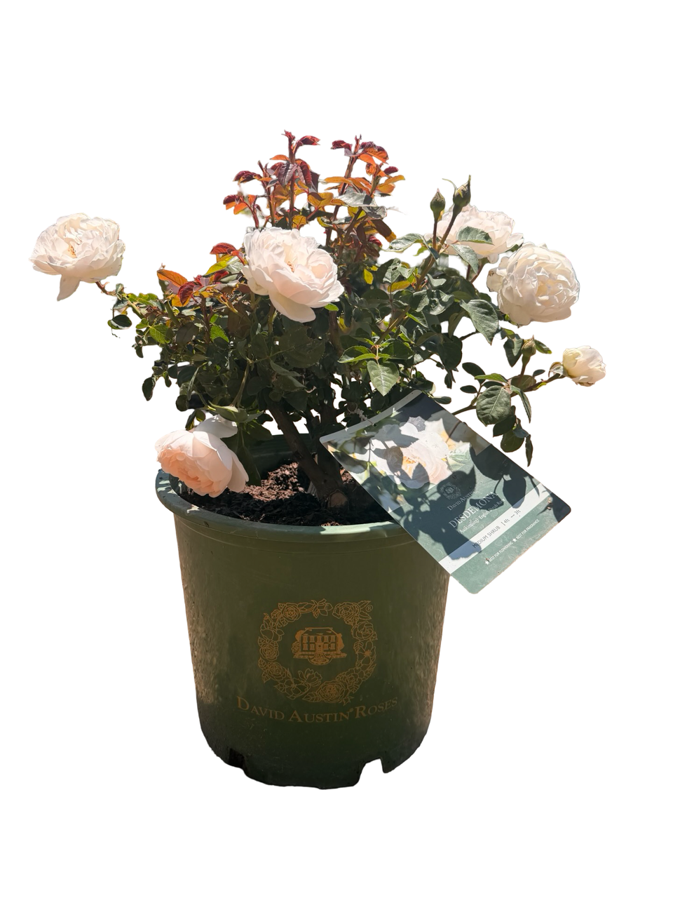 Desdemona™ English Rose Shrub