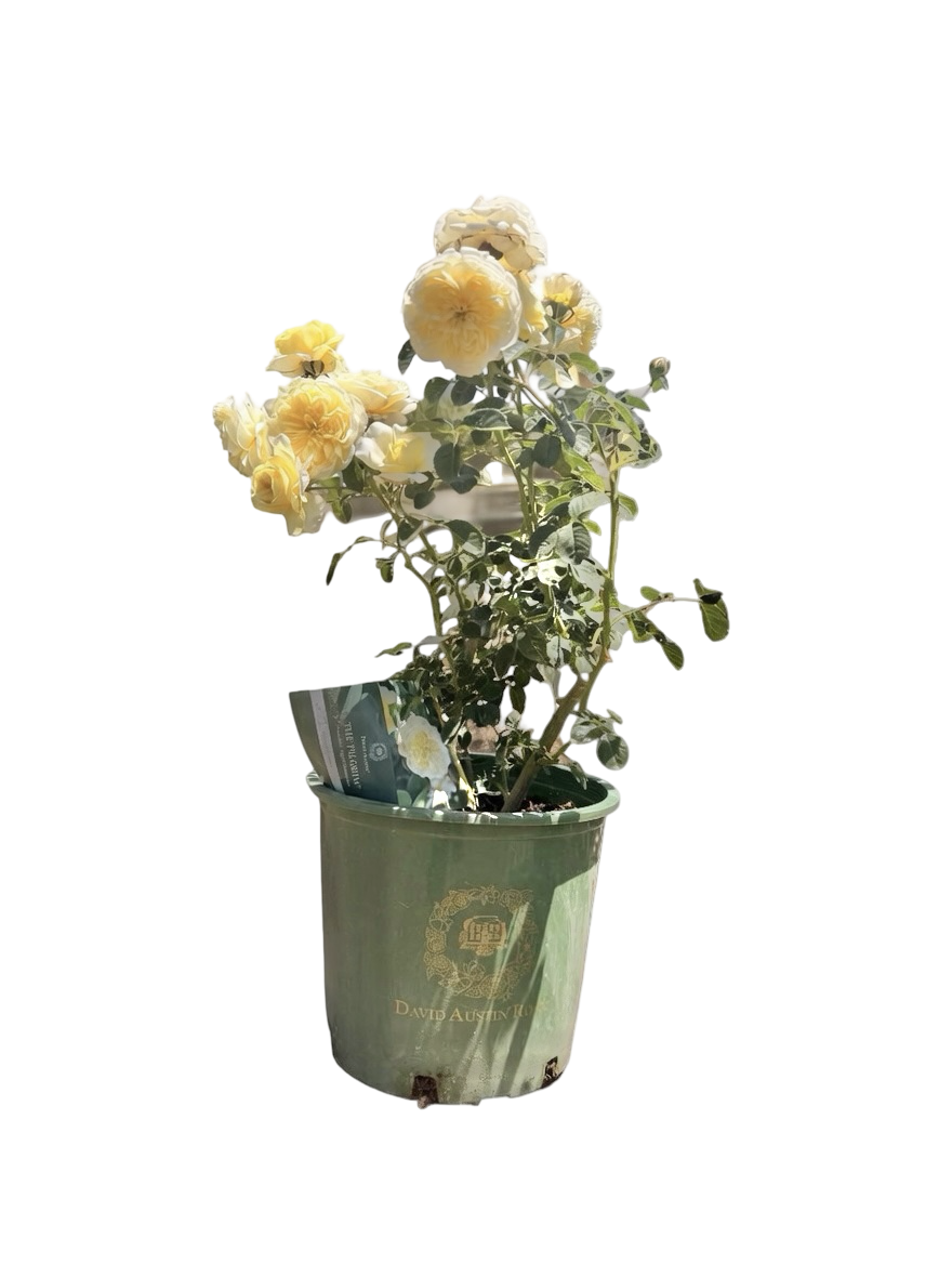 The Pilgrim® - Climbing English Rose