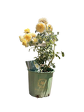 The Pilgrim® - Climbing English Rose