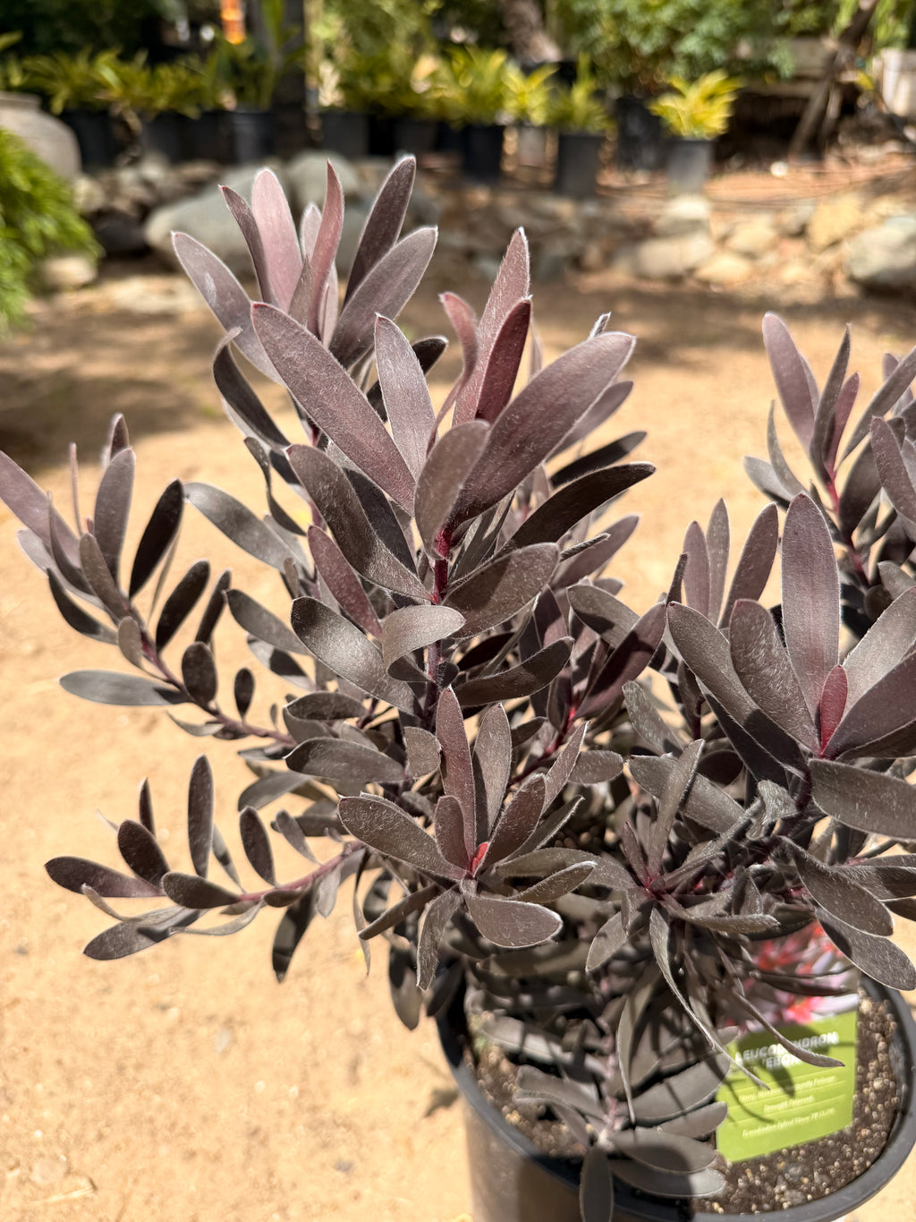 Leucadendron 'Ebony' (3 gallon)