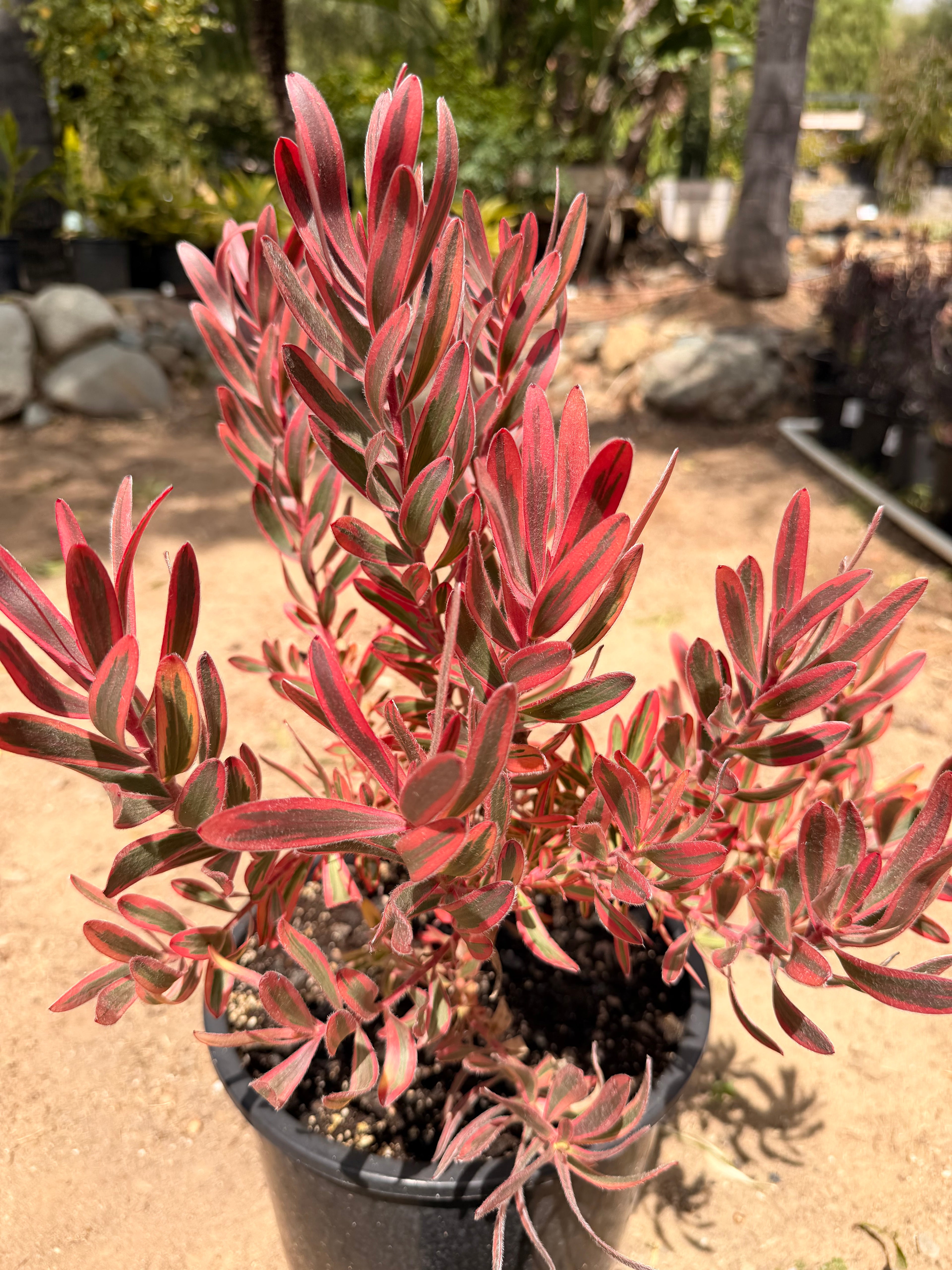 Leucadendron 'Jester' (5 gallon)