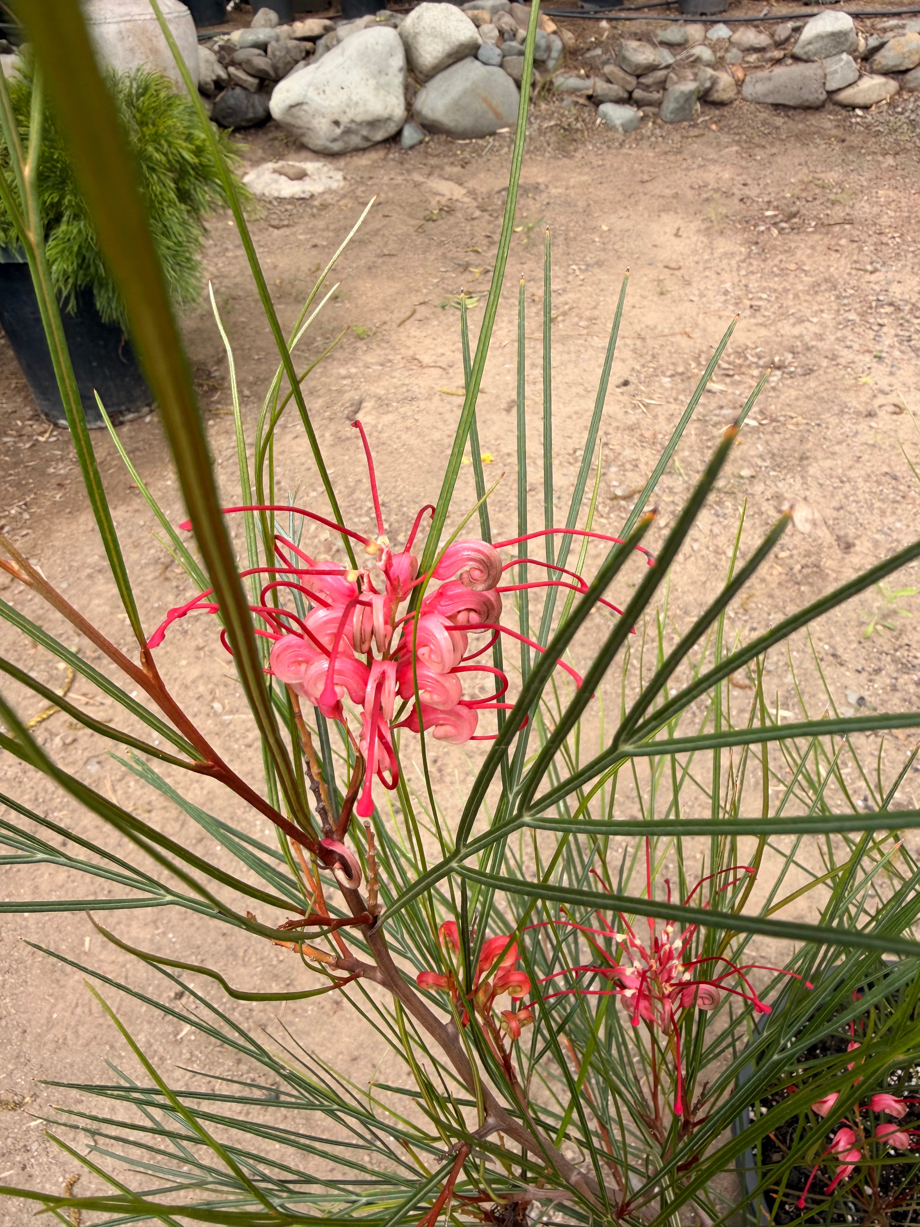 Grevillea ‘Long John’ (5 gallon)