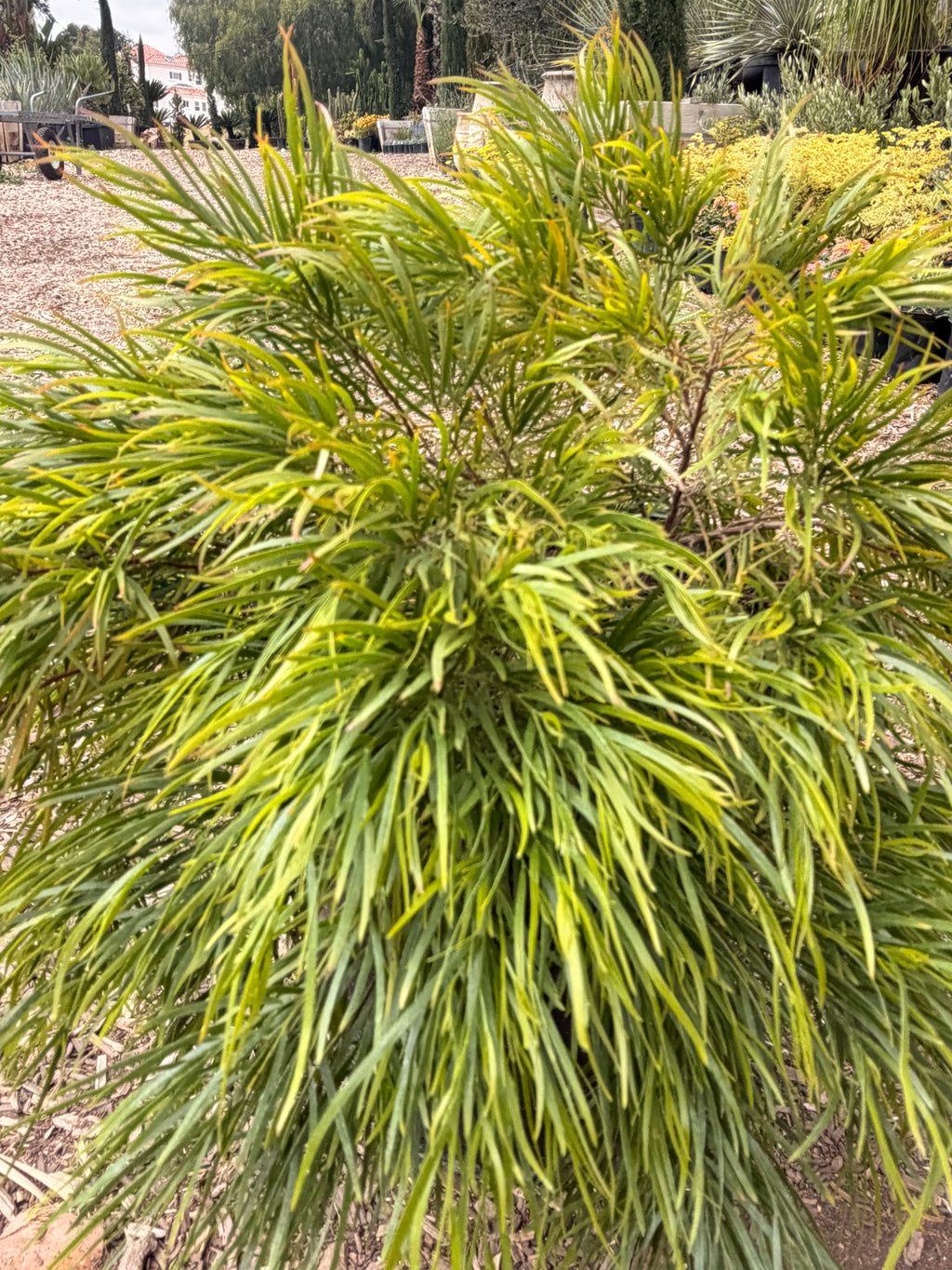 ACACIA cognata 'Cousin Itt' (5 Gallon)