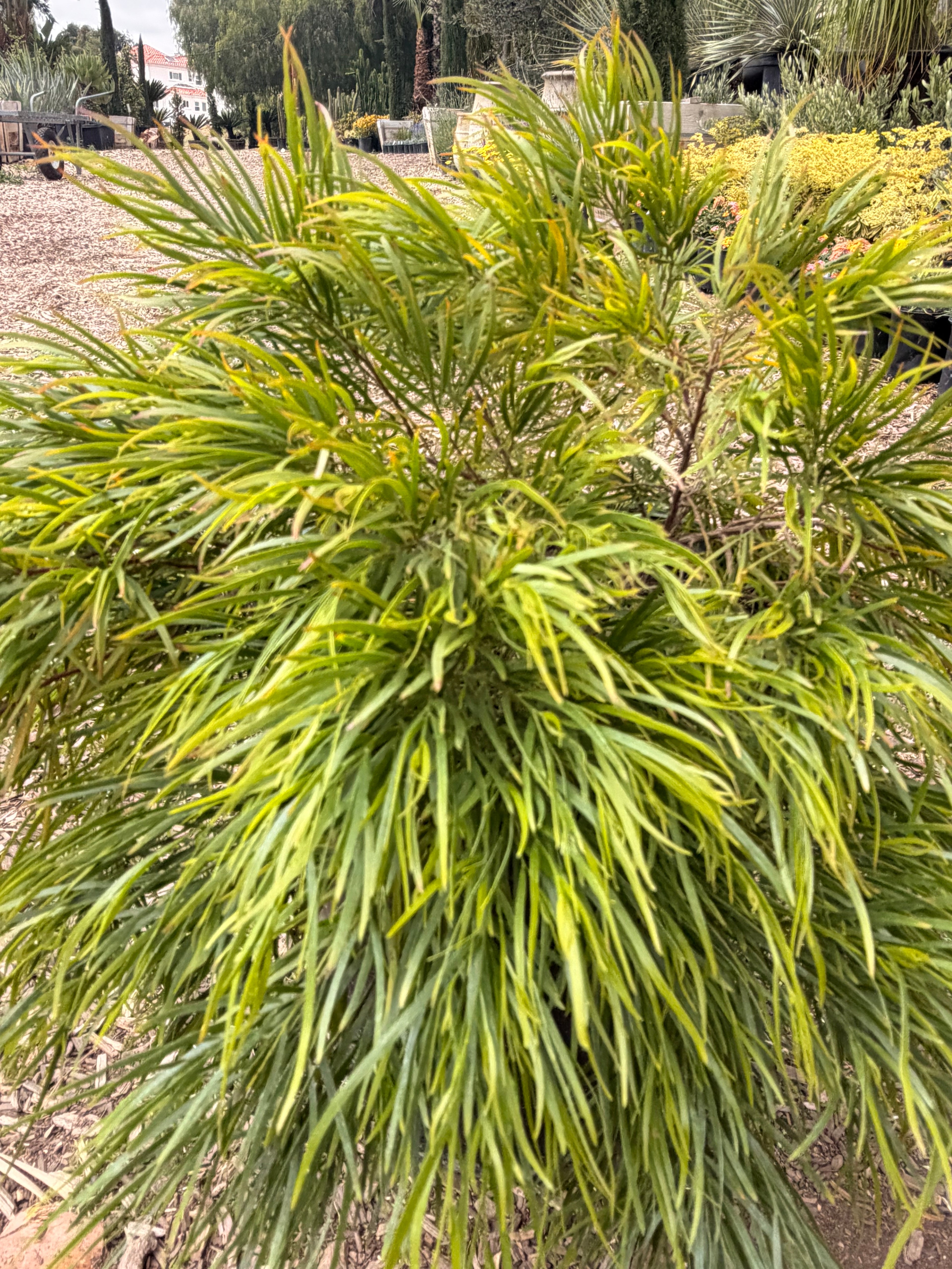 ACACIA cognata 'Cousin Itt' (15 gallon)