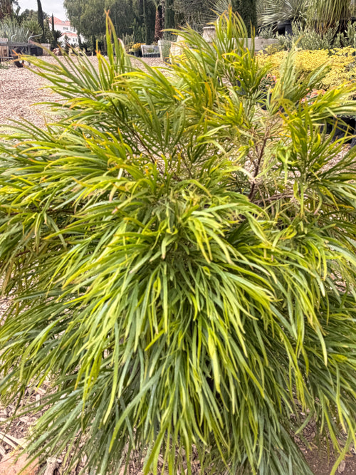 ACACIA cognata 'Cousin Itt' (15 gallon)