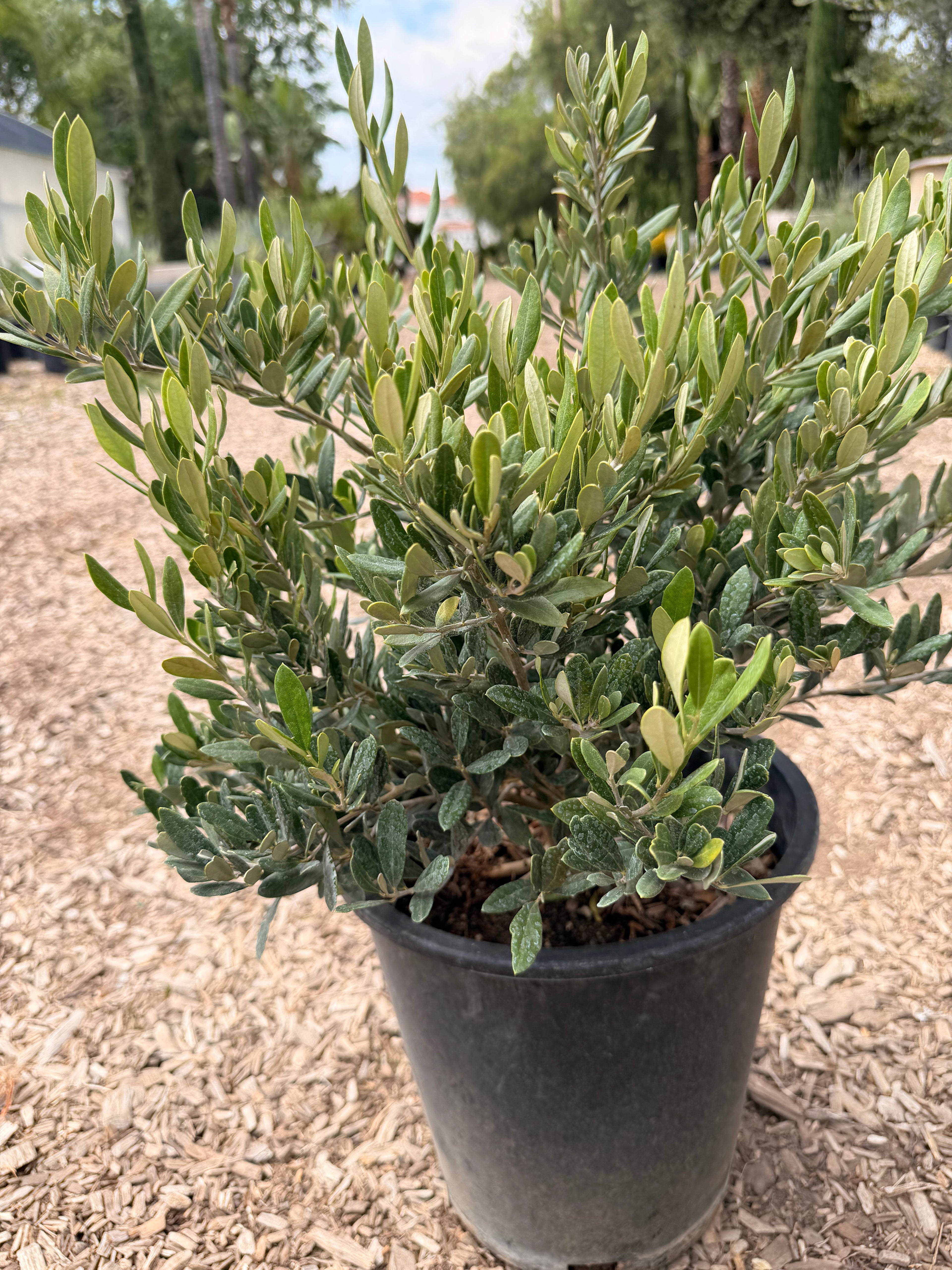 'Little Ollie®' Dwarf Olive/ Olea europaea (5 gallon)