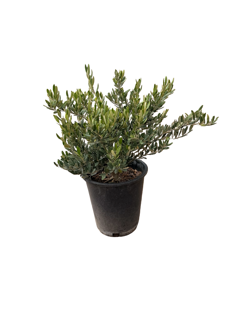 'Little Ollie®' Dwarf Olive/ Olea europaea (5 gallon)