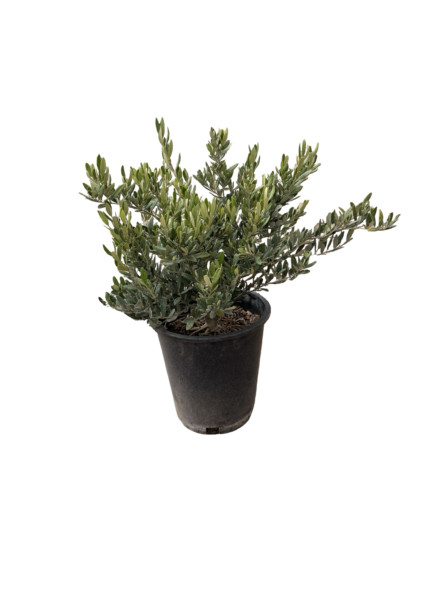 'Little Ollie®' Dwarf Olive/ Olea europaea (5 gallon)