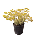 Euphorbia ‘Ascot Rainbow’ (3 gallon)