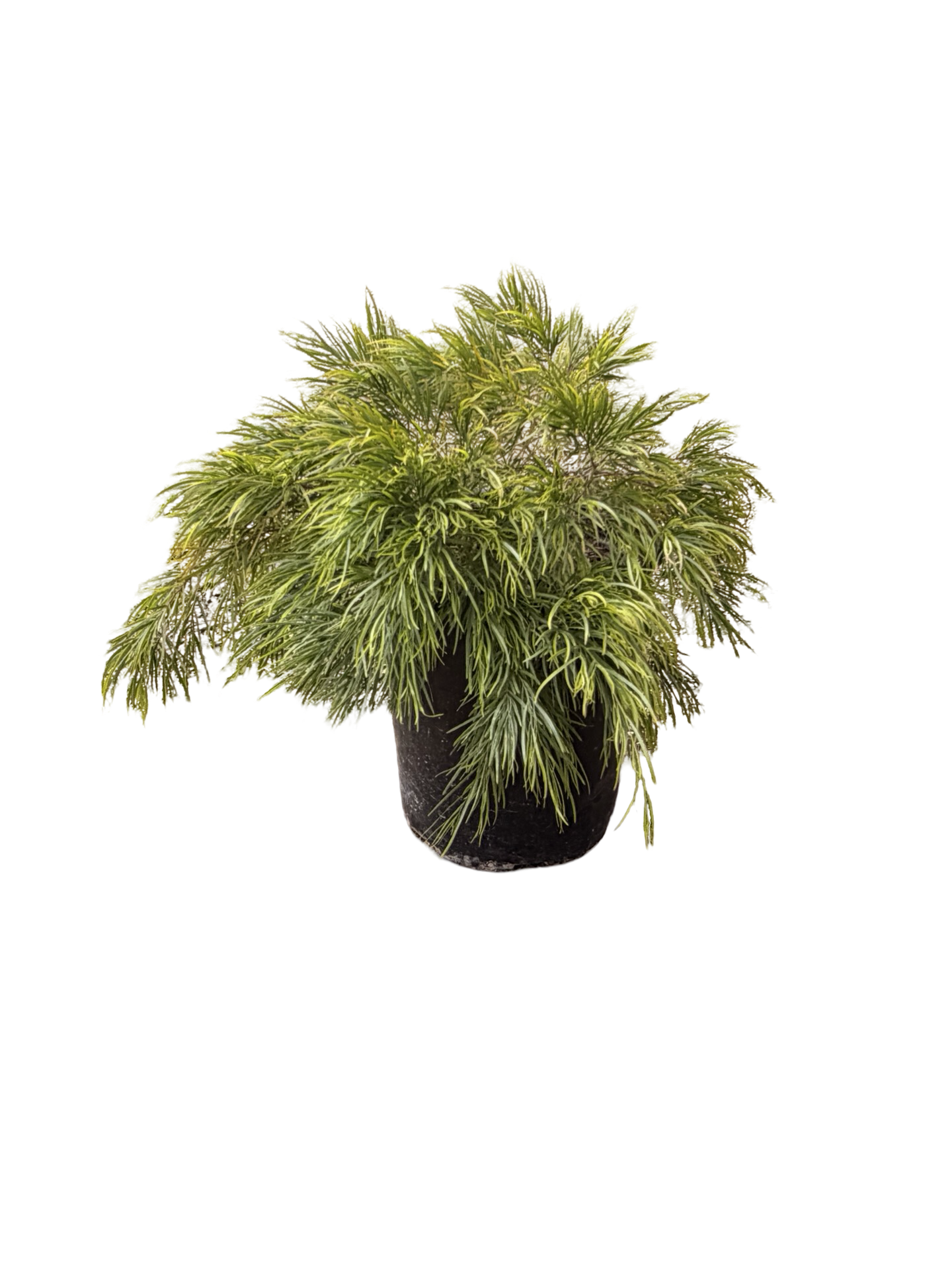ACACIA cognata 'Cousin Itt' (5 Gallon)