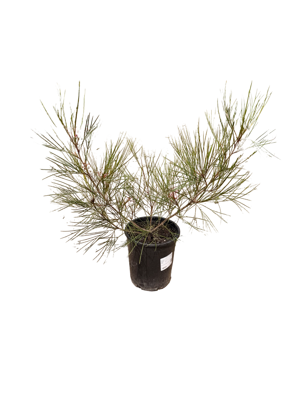 Grevillea ‘Long John’ (5 gallon)