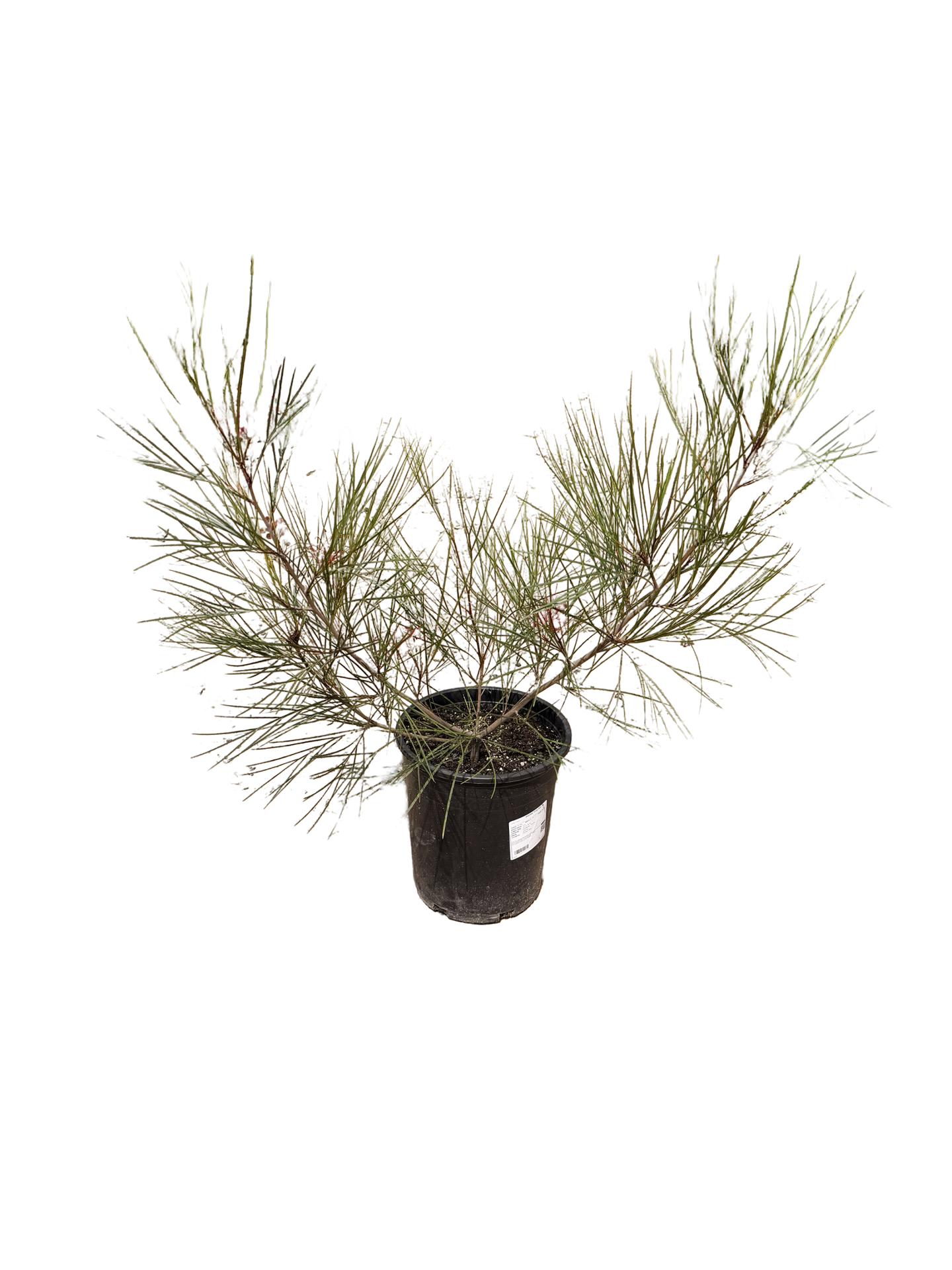 Grevillea ‘Long John’ (5 gallon)