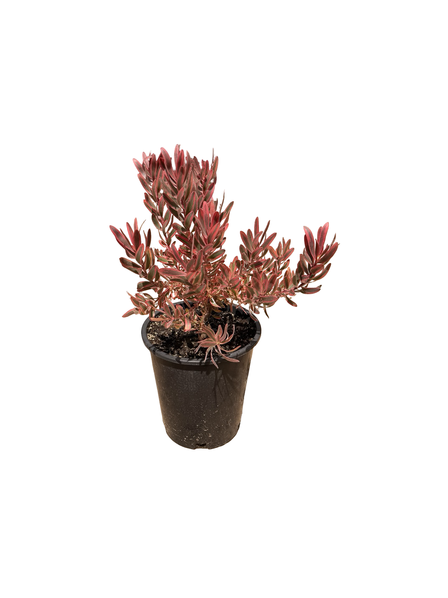 Leucadendron 'Jester' (5 gallon)