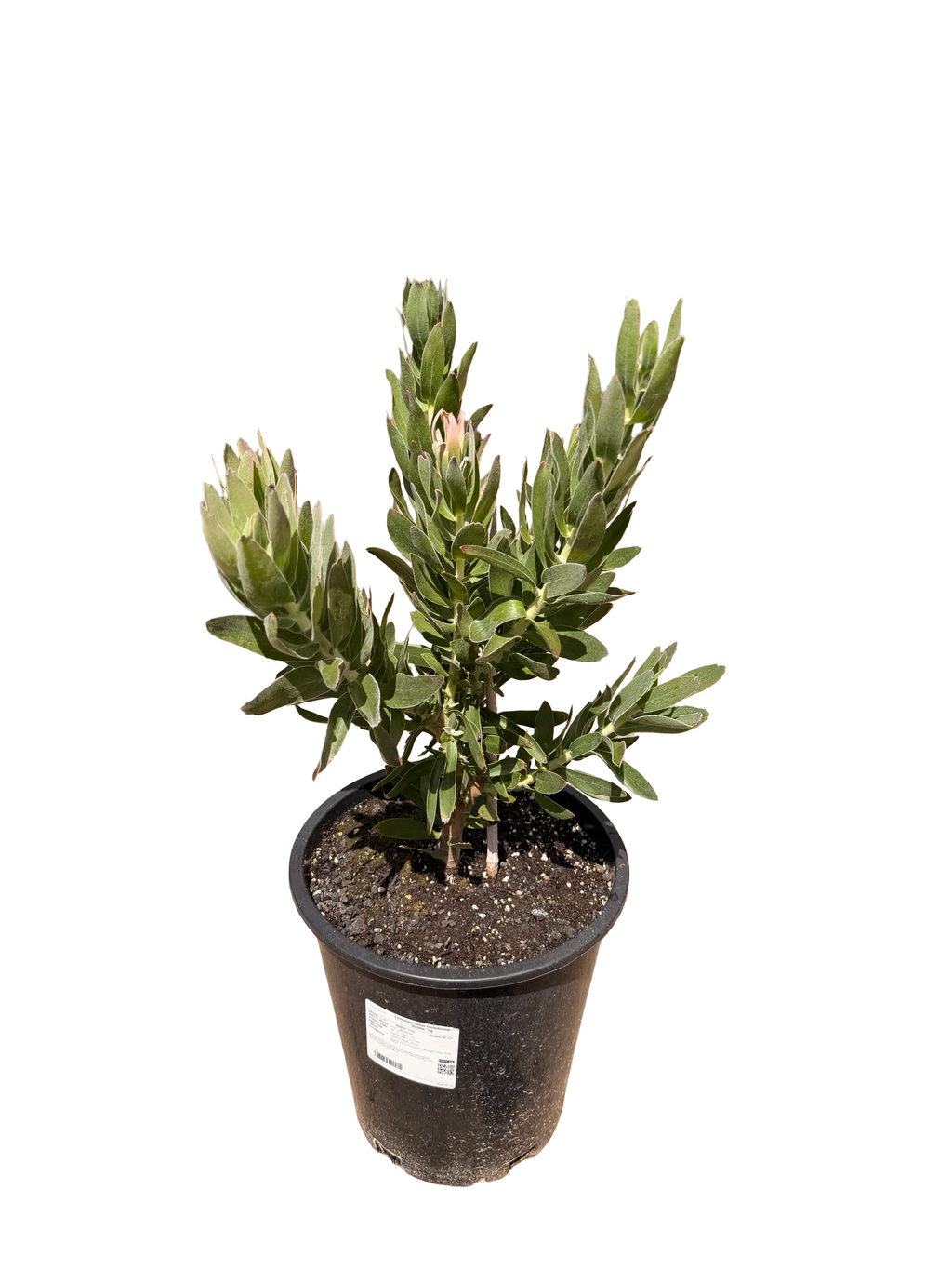 Leucospermum cuneiforme 'Goldie' (5 gallon)