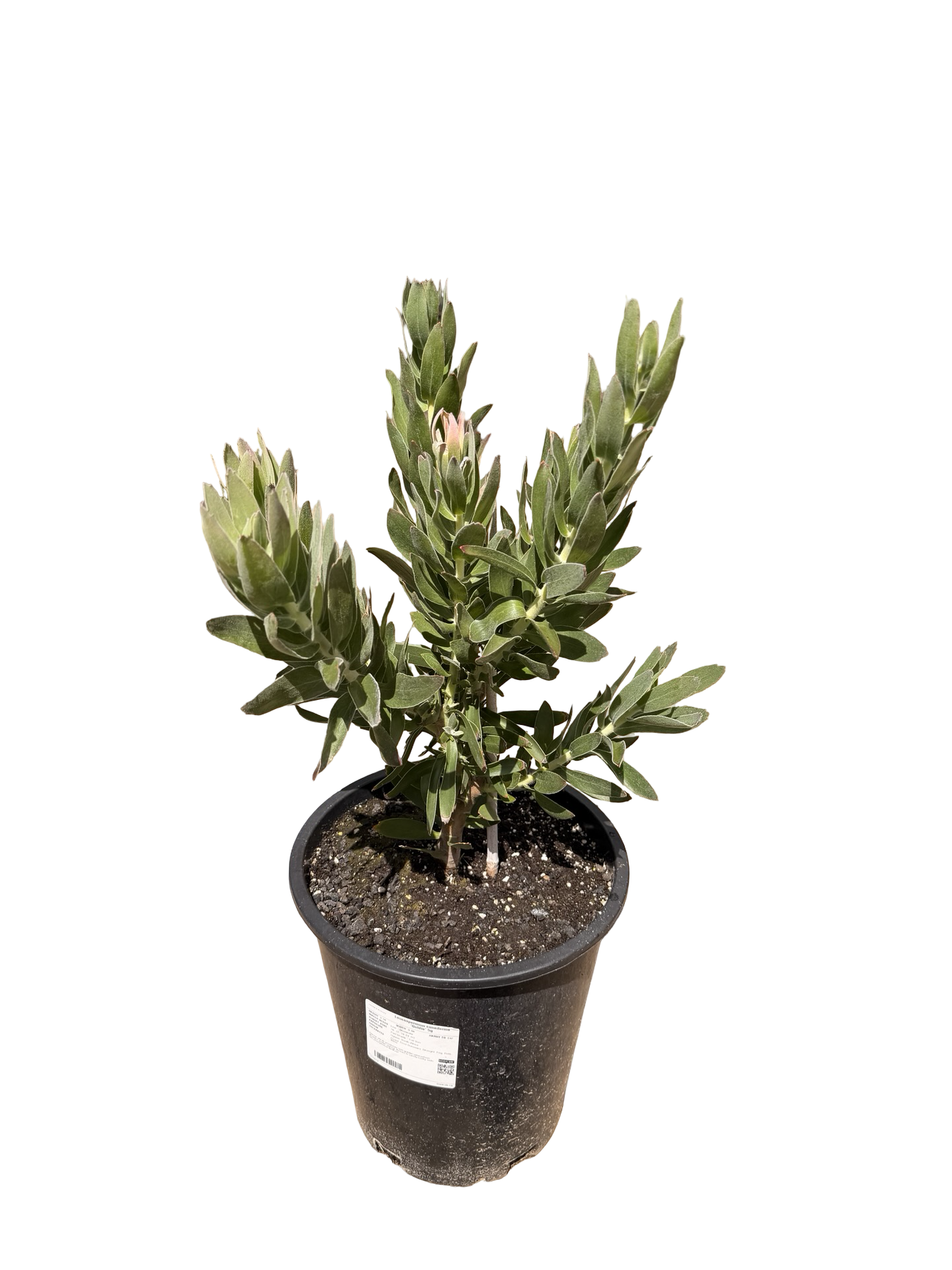 Leucospermum cuneiforme 'Goldie' (5 gallon)