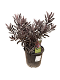Leucadendron 'Ebony' (3 gallon)