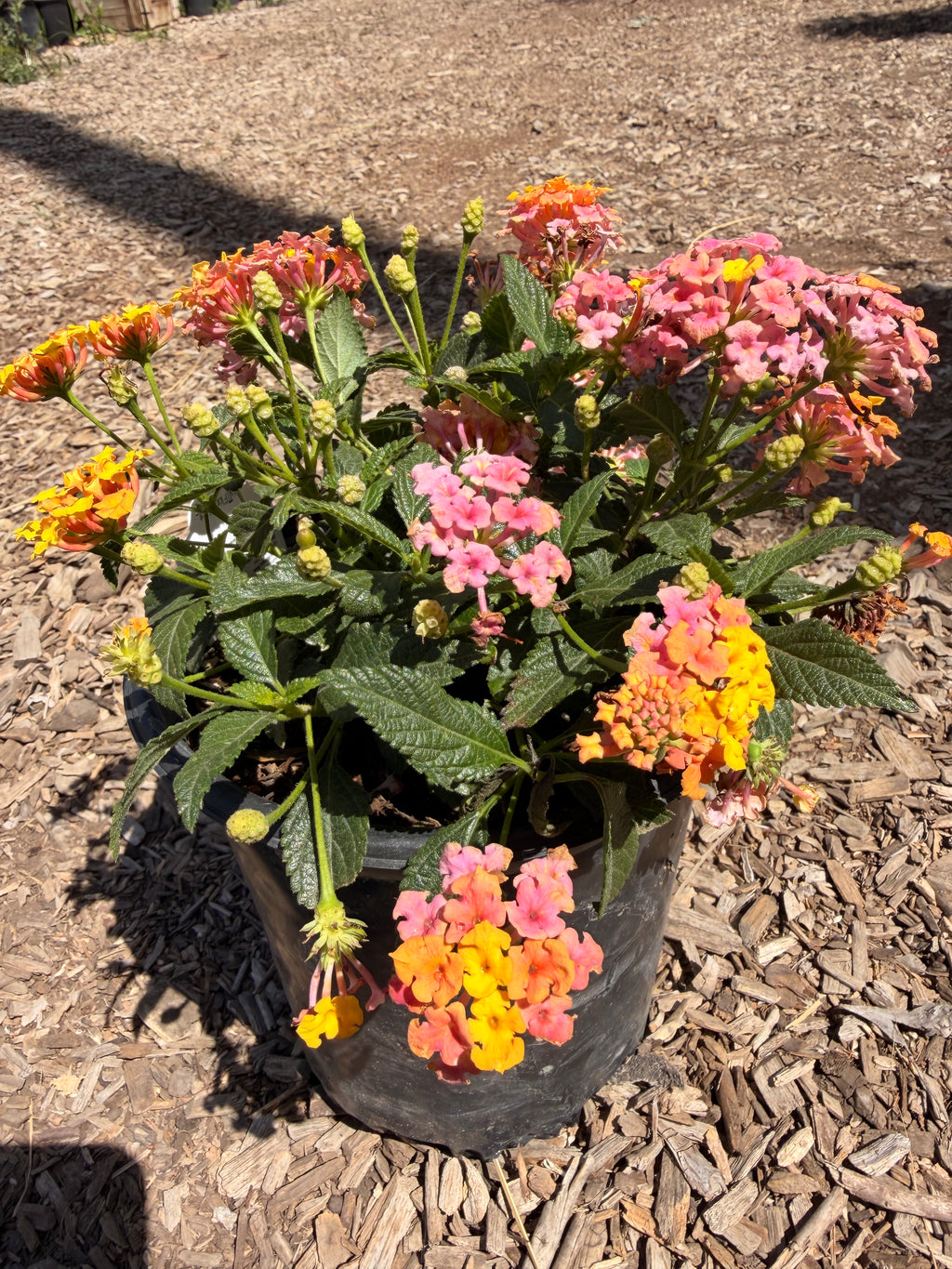 LANTANA camara Shamrock™ 'Rose Gold'