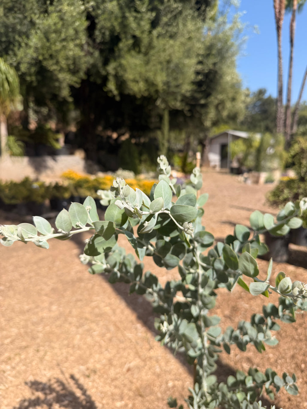 Acacia podalyriifolia 'Pearl Acacia' (5 gallon)