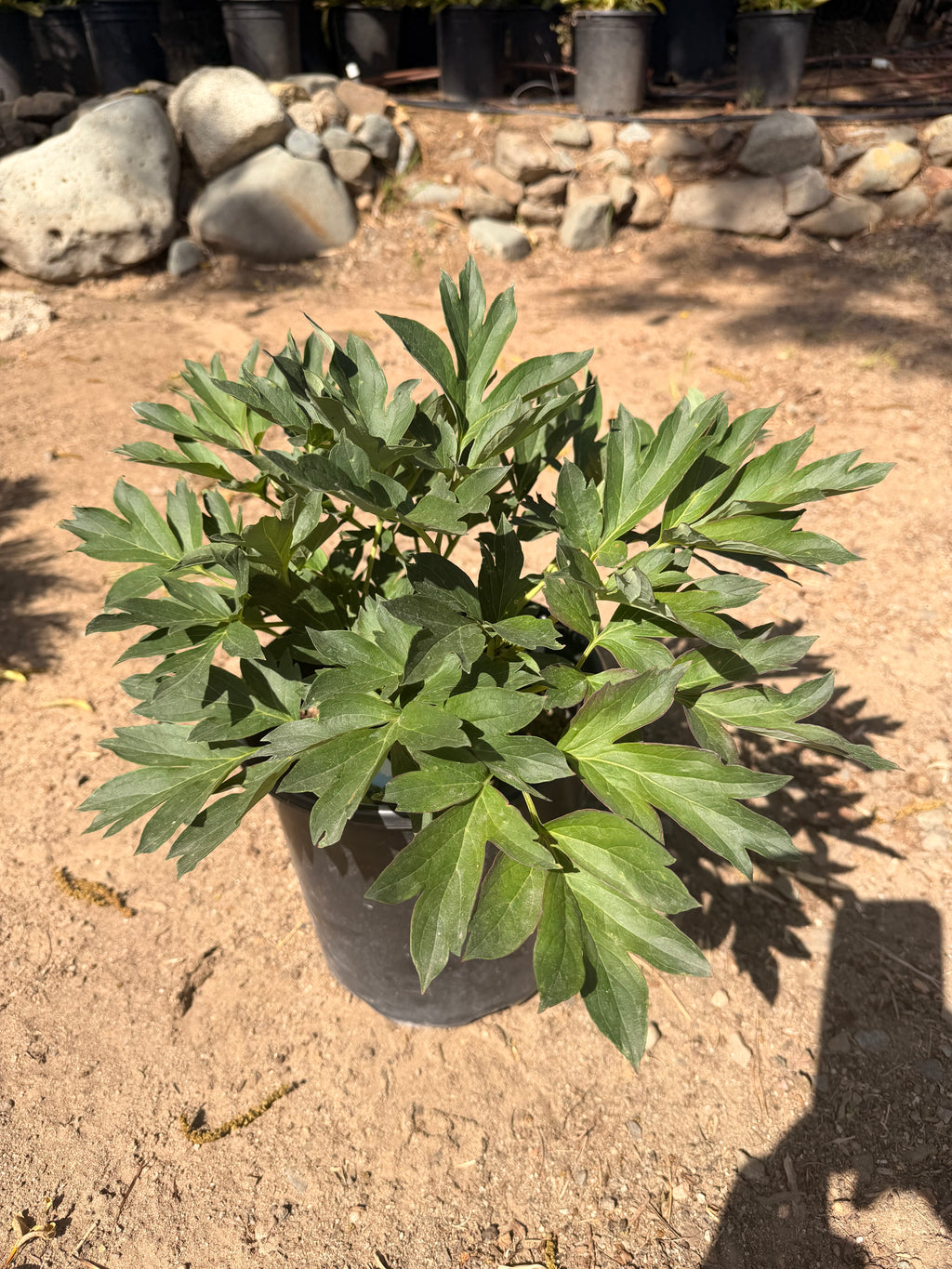 PEONY Itoh 'Bartzella' (2 gallon)