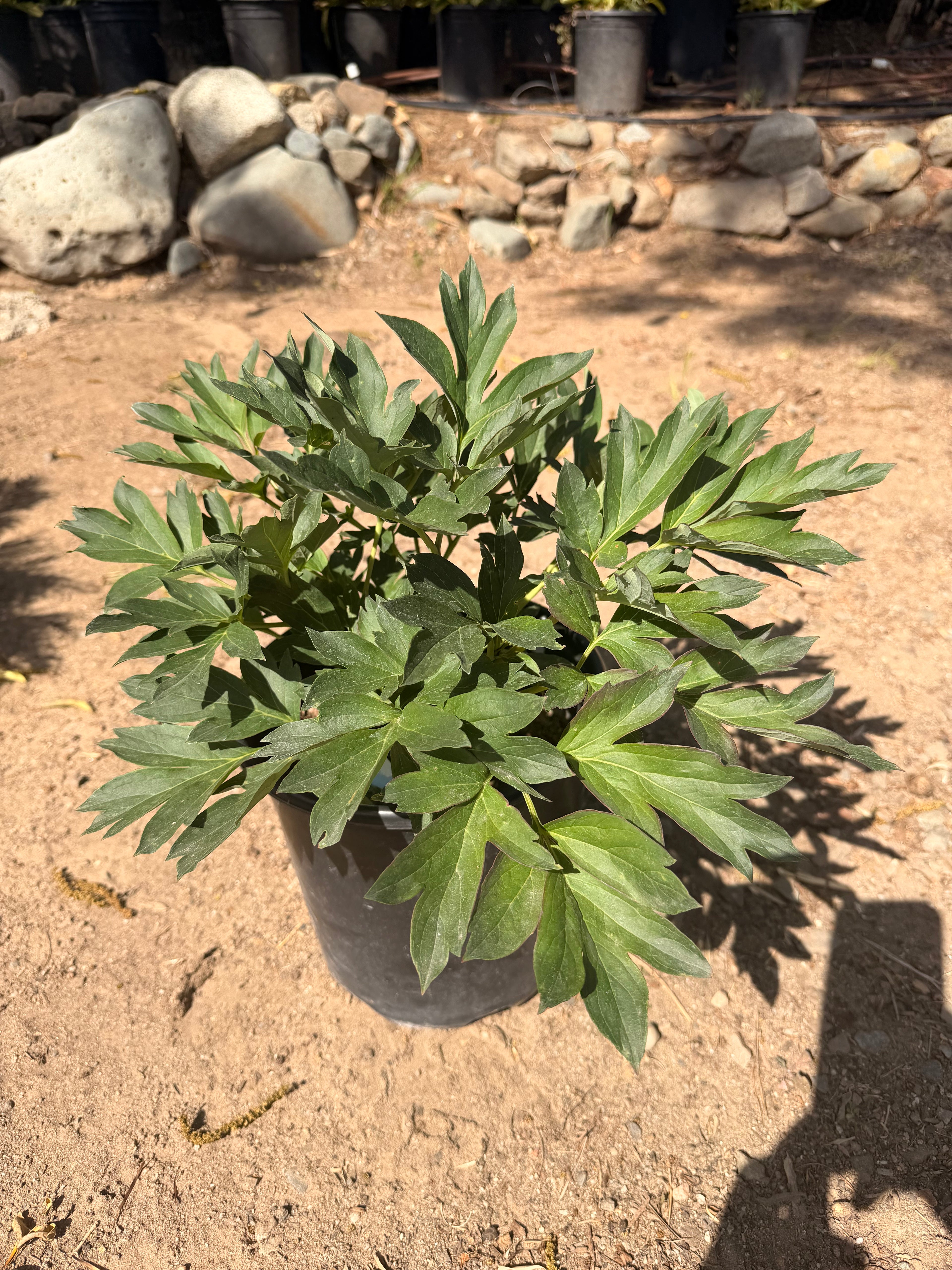 PEONY Itoh 'Bartzella' (2 gallon)