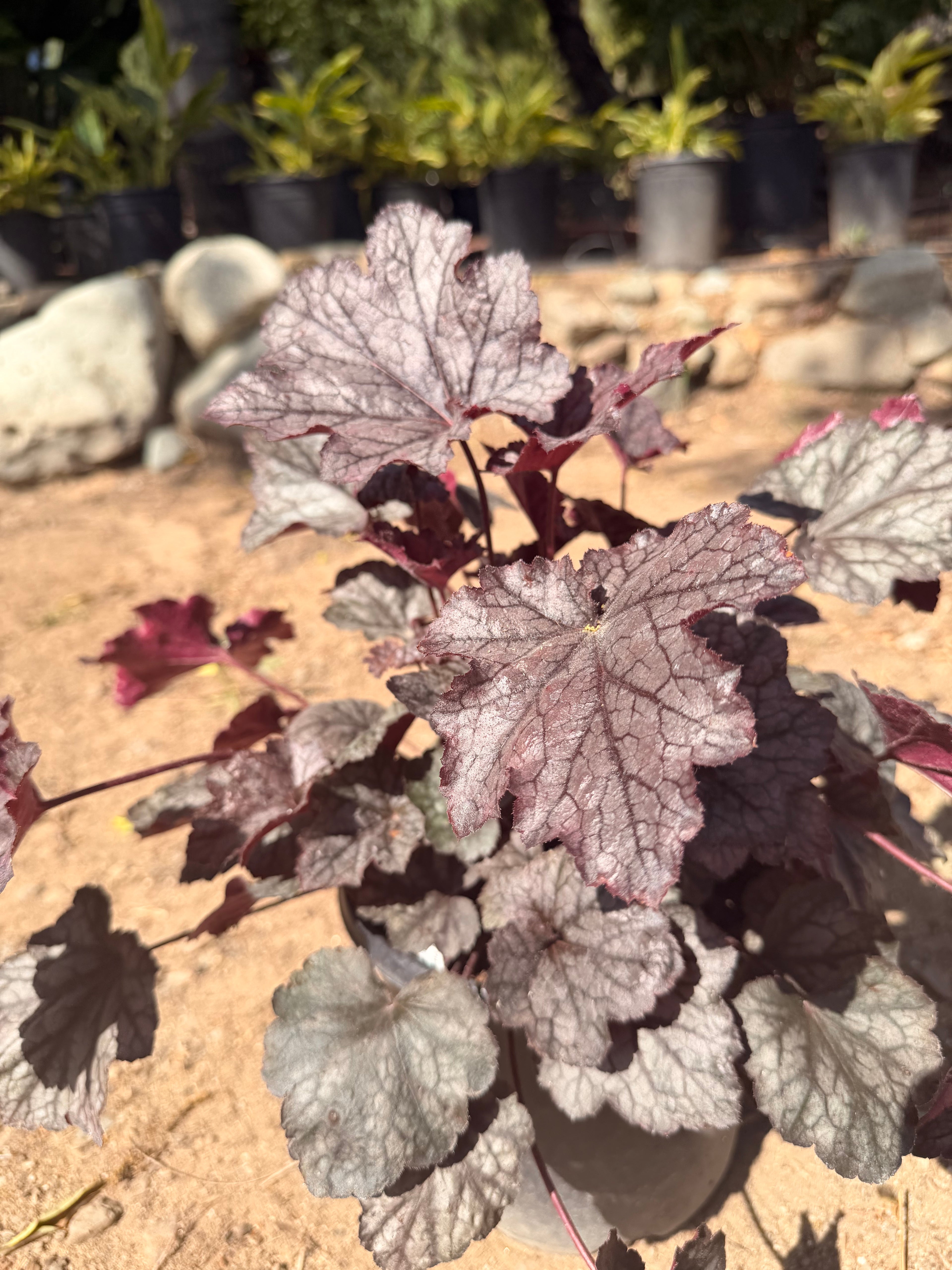 HEUCHERA 'Carnival Plum Crazy'  (1 gallon)