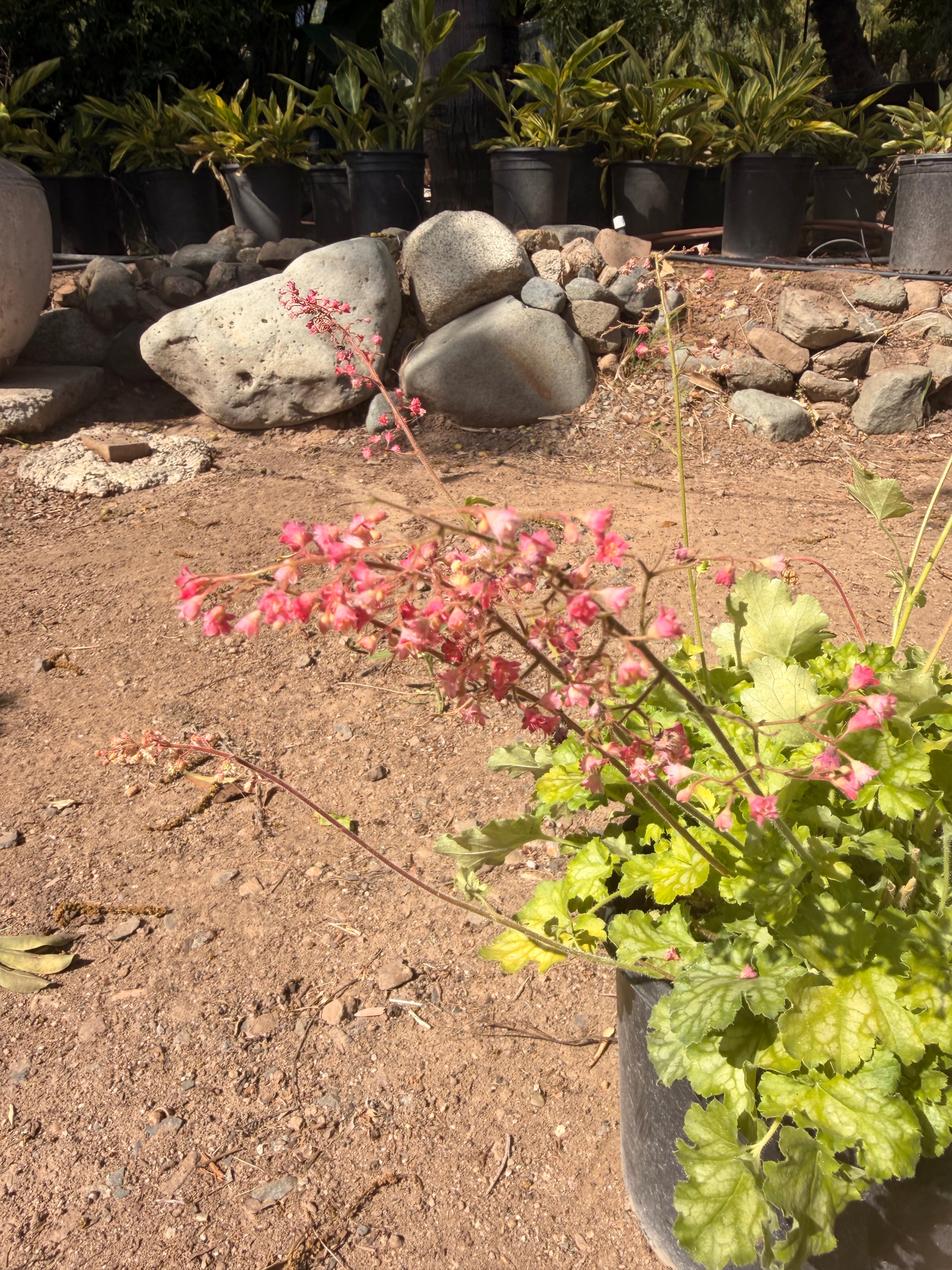 HEUCHERA 'Carnival Limeade' (1 gallon)