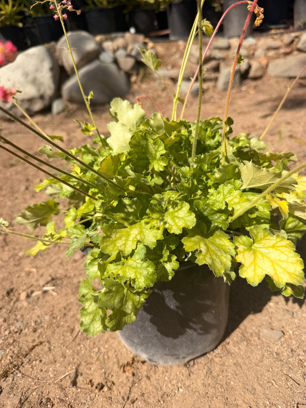 HEUCHERA 'Carnival Limeade' (1 gallon)