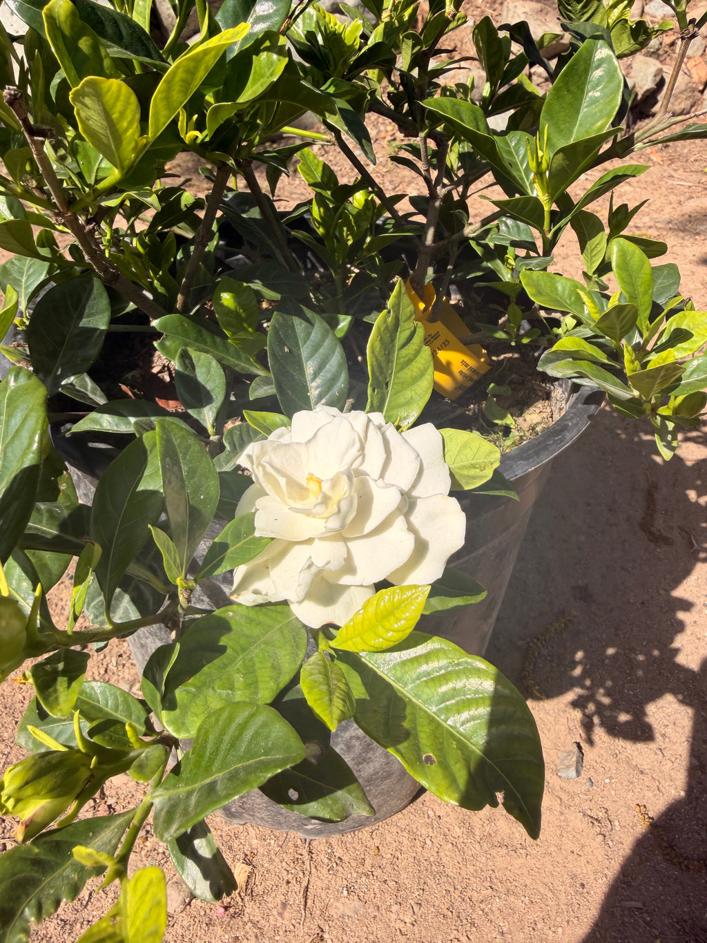 Gardenia jasminoides 'Veitchi' (5 gallon)