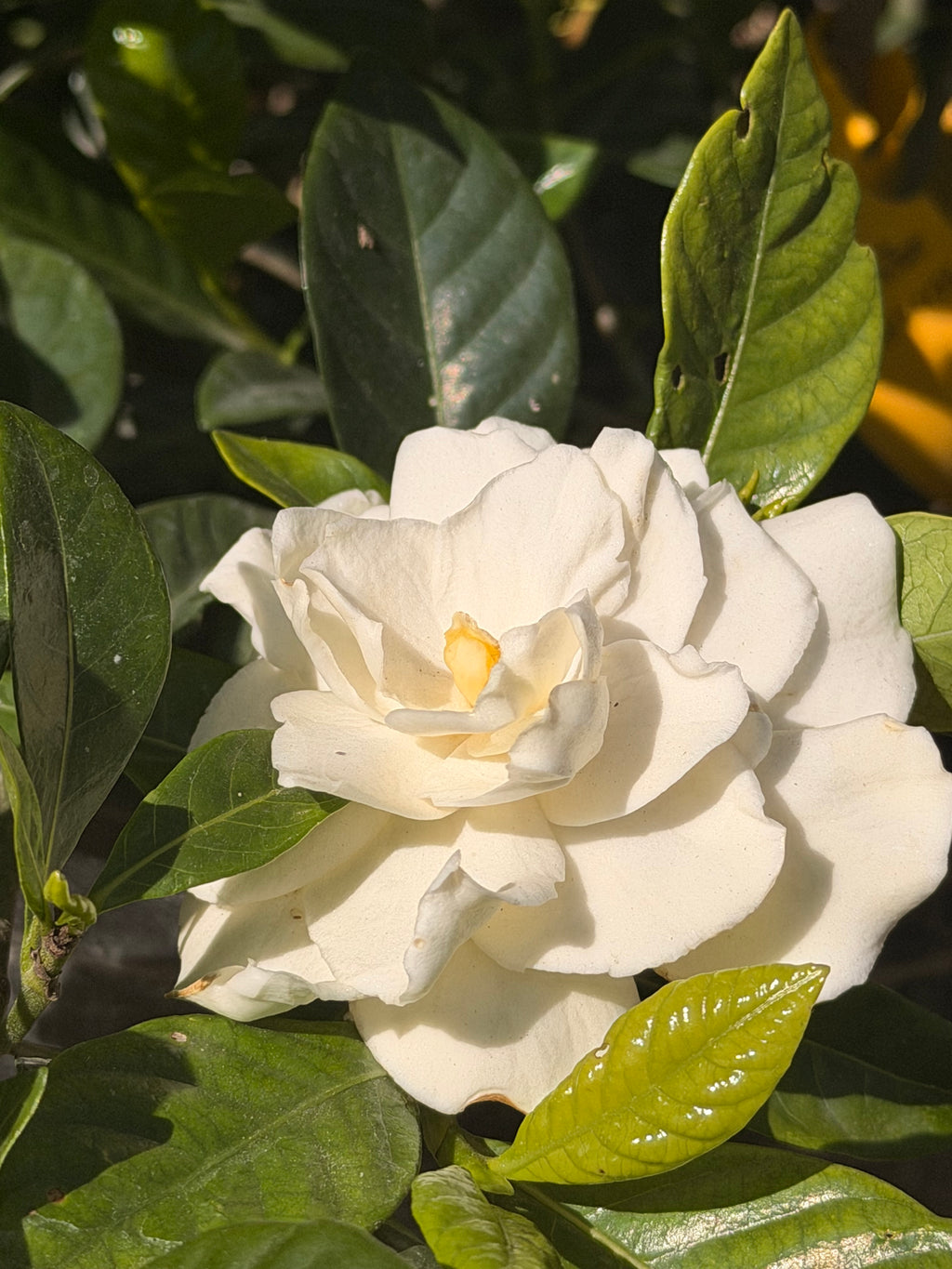 Gardenia jasminoides 'Veitchi' (5 gallon)