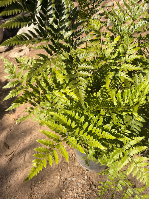 'Leather Fern' Rumohra adiantiformis (5 gallon)