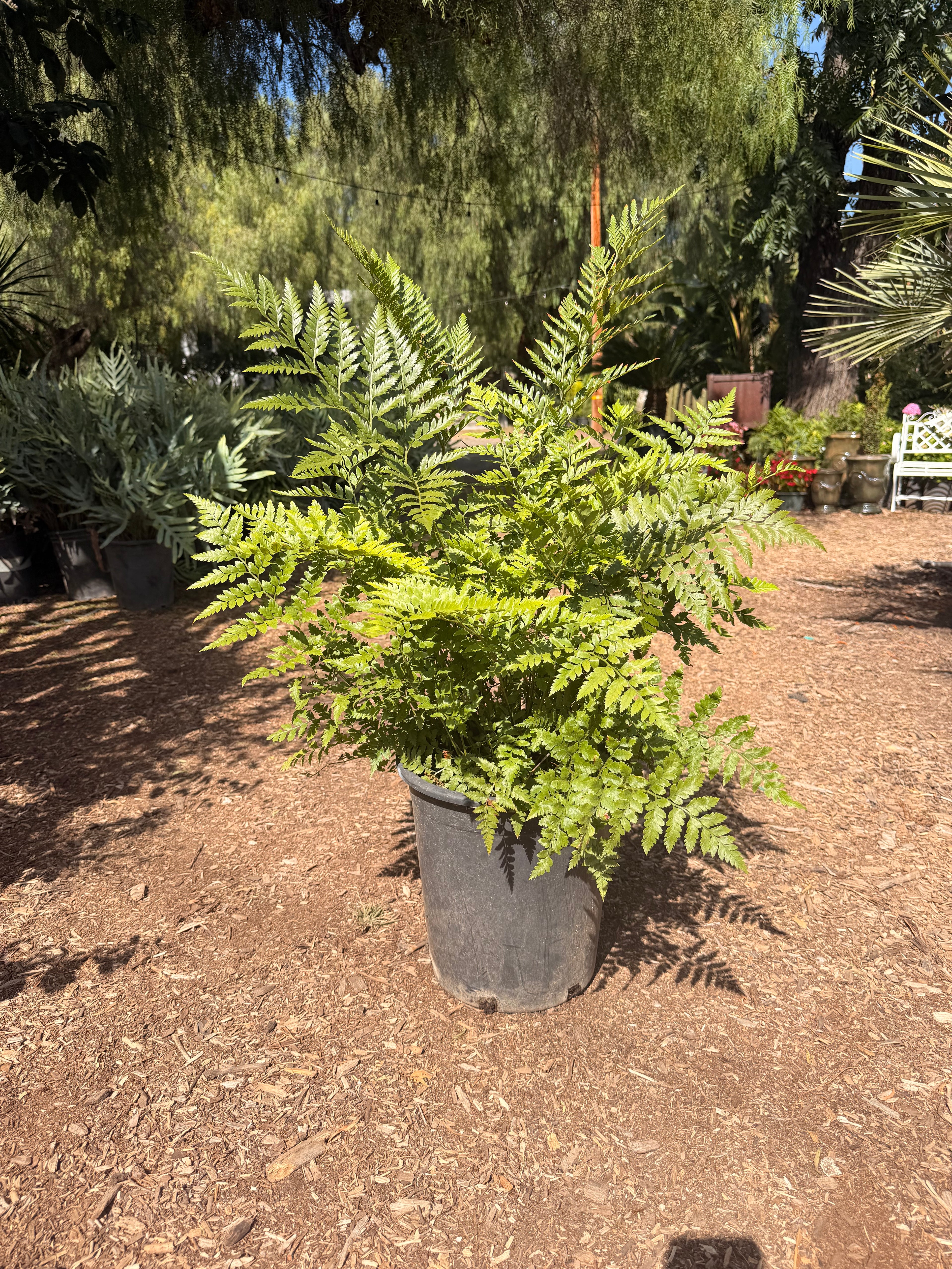 'Leather Fern' Rumohra adiantiformis (5 gallon)
