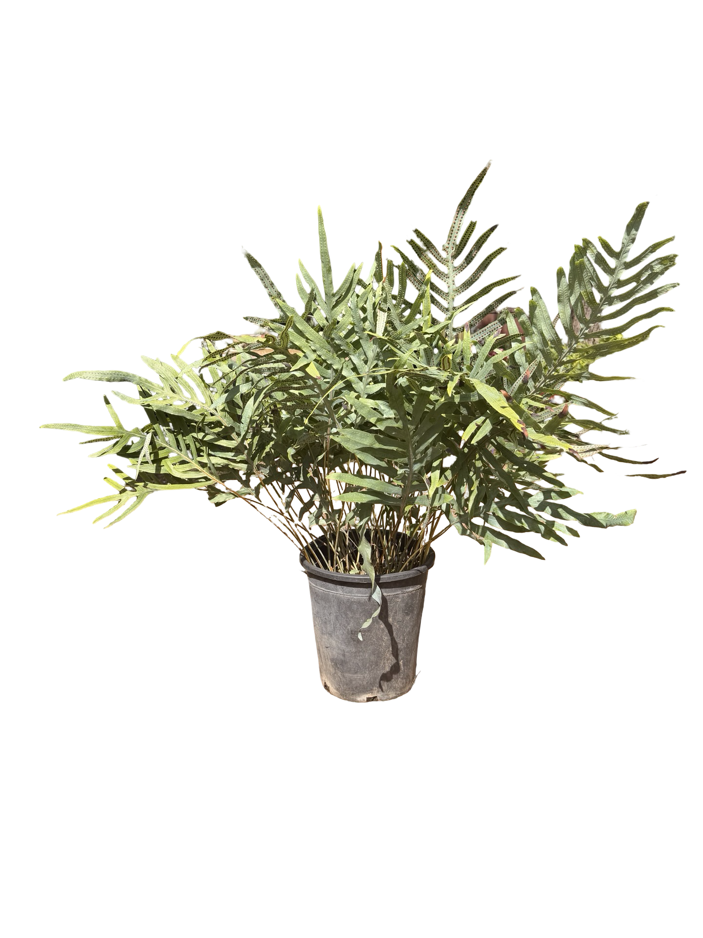 'Blue Star Fern' Phlebodium aureum (5 gallon)