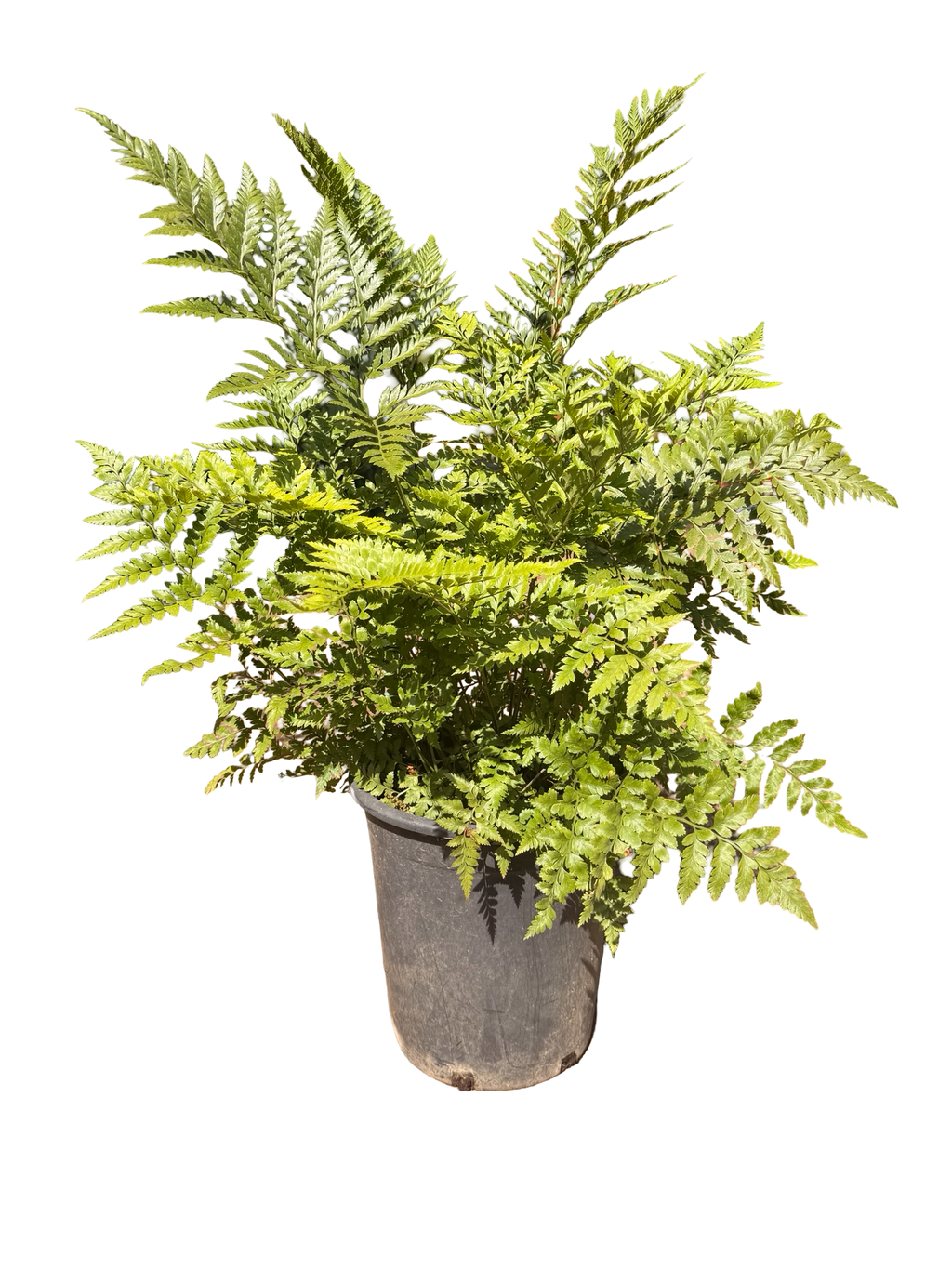 'Leather Fern' Rumohra adiantiformis (5 gallon)
