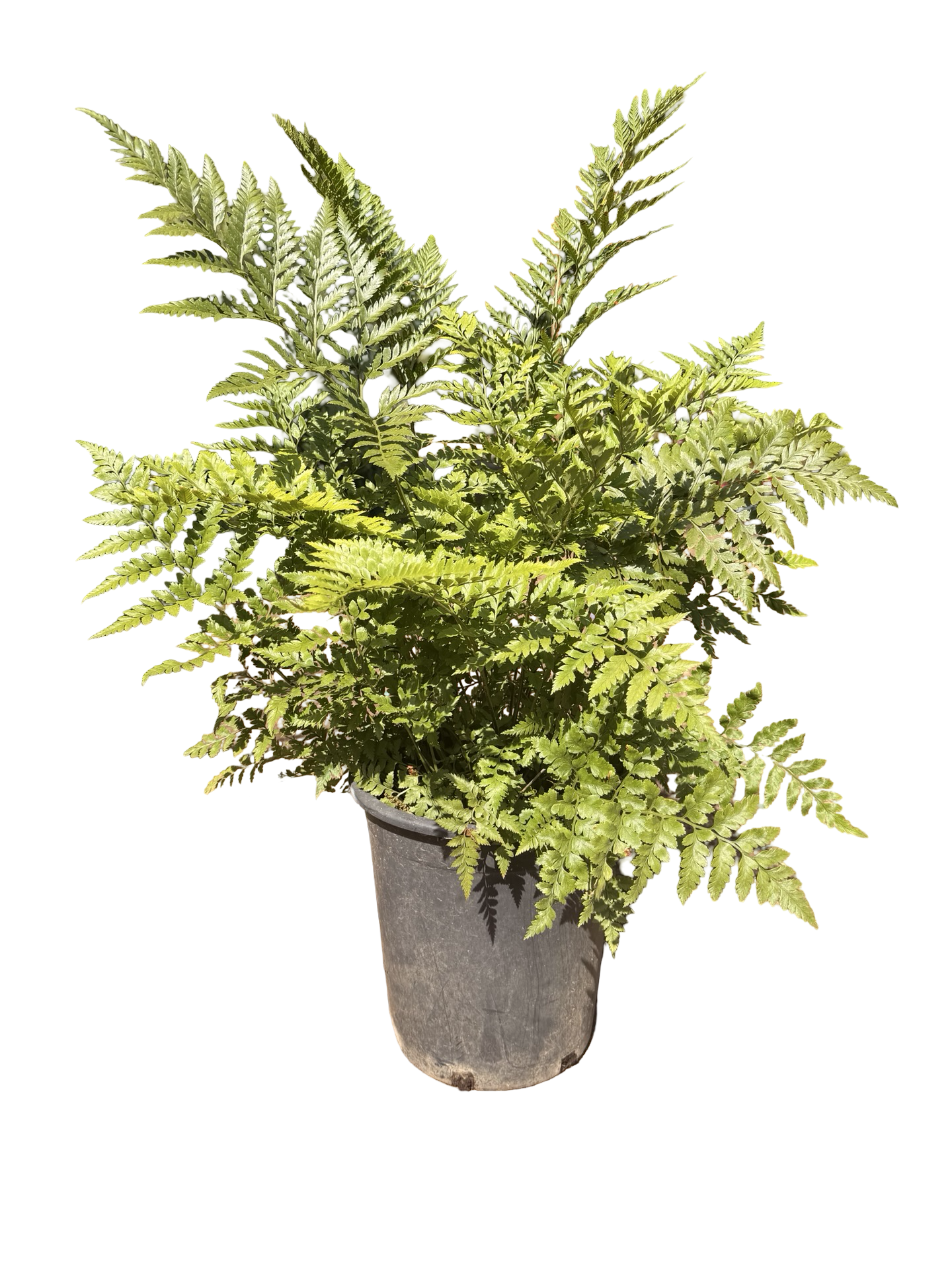 'Leather Fern' Rumohra adiantiformis (5 gallon)